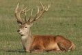 A large Red Deer Cervus elaphus resting in a meadow during rutting season. Royalty Free Stock Photo