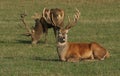 A large Red Deer Cervus elaphus resting in a meadow during rutting season poking out its tongue. Royalty Free Stock Photo