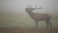 Magnificent red deer roaring on meadow in morning fog. Royalty Free Stock Photo