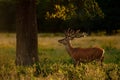 Red Deer Stag Under Tree