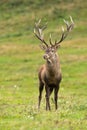 Magnificent red deer standing on meadow in nature.
