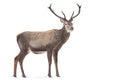 Magnificent red deer standing on snow isolated on white background.