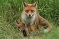 A magnificent wild Red Fox, Vulpes vulpes, standing in the long grass looking. Its cute cub can be seen lying down behind it. Royalty Free Stock Photo