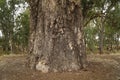 Giant Gum Tree Australian outback Royalty Free Stock Photo