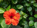 A Magnificent Red Hibiscus Flower with Five Large Petals and a Straight Pistil