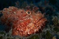 Magnificent red scorpion fish