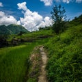 The magnificent Rice Terraces Royalty Free Stock Photo