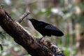 Magnificent riflebird or Ptiloris magnificus seen in Nimbokrang in West Papua