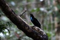 Magnificent riflebird or Ptiloris magnificus seen in Nimbokrang in West Papua