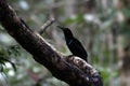 Magnificent riflebird or Ptiloris magnificus seen in Nimbokrang in West Papua