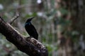 Magnificent riflebird or Ptiloris magnificus seen in Nimbokrang in West Papua