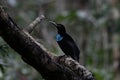 Magnificent riflebird or Ptiloris magnificus seen in Nimbokrang in West Papua