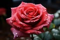 Magnificent Rose: Water Droplets Adorning a Beautiful Rose - Generative AI Royalty Free Stock Photo