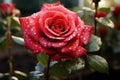 Magnificent Rose: Water Droplets Adorning a Beautiful Rose - Generative AI Royalty Free Stock Photo