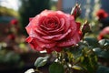 Magnificent Rose: Water Droplets Adorning a Beautiful Rose - Generative AI Royalty Free Stock Photo