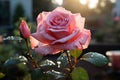 Magnificent Rose: Water Droplets Adorning a Beautiful Rose - Generative AI Royalty Free Stock Photo