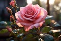 Magnificent Rose: Water Droplets Adorning a Beautiful Rose - Generative AI Royalty Free Stock Photo