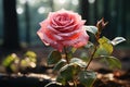 Magnificent Rose: Water Droplets Adorning a Beautiful Rose - Generative AI Royalty Free Stock Photo