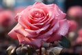 Magnificent Rose: Water Droplets Adorning a Beautiful Rose - Generative AI Royalty Free Stock Photo