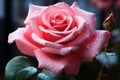 Magnificent Rose: Water Droplets Adorning a Beautiful Rose - Generative AI Royalty Free Stock Photo