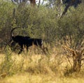 Magnificent Sable Antelope Running Fast Royalty Free Stock Photo
