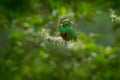 Magnificent sacred green and red bird Resplendent Quetzal (Pharomachrus mocinno) from Savegre in Costa Rica Royalty Free Stock Photo