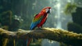 A magnificent scarlet macaw perched on a moss-covered branch Royalty Free Stock Photo