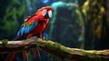 A magnificent scarlet macaw perched on a moss-covered branch, Royalty Free Stock Photo