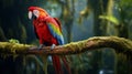 A magnificent scarlet macaw perched on a moss-covered branch