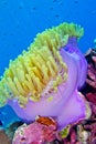 Magnificent Sea anemone, Bunaken National Marine Park, Sulawesi, Indonesia