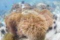 Magnificent sea anemone (Heteractis magnifica) in Thailand