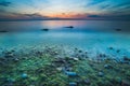 Magnificent seascape at sunset with stones covered seaweeds