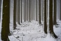 Magnificent shot of thin tree trunks fully covered in snowy. Perfect for winter wallpaper