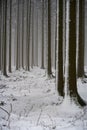 Magnificent shot of thin tree trunks fully covered in snowy. Perfect for winter wallpaper