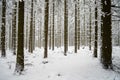 Magnificent shot of thin tree trunks fully covered in snowy. Perfect for winter wallpaper