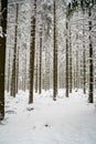 Magnificent shot of thin tree trunks fully covered in snowy. Perfect for winter wallpaper