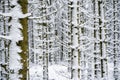 Magnificent shot of thin tree trunks fully covered in snowy. Perfect for winter wallpaper