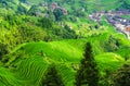 Green terraced field