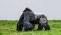 Majestic Silverback Gorilla on a Grassy Plain Royalty Free Stock Photo