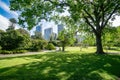 Blue and cloudy sky, modern buildings seen from a botanic garden with green grass and large tree and palm tree in Sydney, Australi Royalty Free Stock Photo