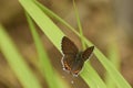 Magnificent sorrel sapphire butterfly  sitting on twig Royalty Free Stock Photo