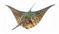 Majestic Spotted Eagle Ray Isolated on White Royalty Free Stock Photo