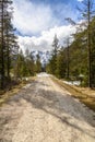 Magnificent spring landscape, dirt road passes through a forest of tall spruce trees and ends with snow-capped mountains on the Royalty Free Stock Photo