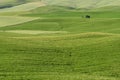 Magnificent spring rural landscape. Stunning view of tuscan green wave hills, amazing sunlight, beautiful golden fields and meadow Royalty Free Stock Photo