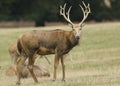 A magnificent stag Milu Deer, also known as PÃÂ©re David`s, Elaphurus davidianus, feeding in a meadow.