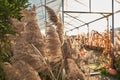 Magnificent stems of dry grass in light greenhouse. Royalty Free Stock Photo