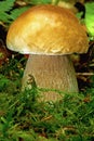 Magnificent stone mushroom in the forest