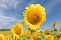 A magnificent sunflower in sunshine and blue skies in Andalusia. Royalty Free Stock Photo
