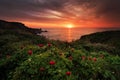 Magnificent sunrise view with beautiful wild peonies on the beach near Tylenovo, Bulgaria Royalty Free Stock Photo