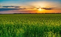 Magnificent sunset over blooming rapeseed field. Agriculture concept